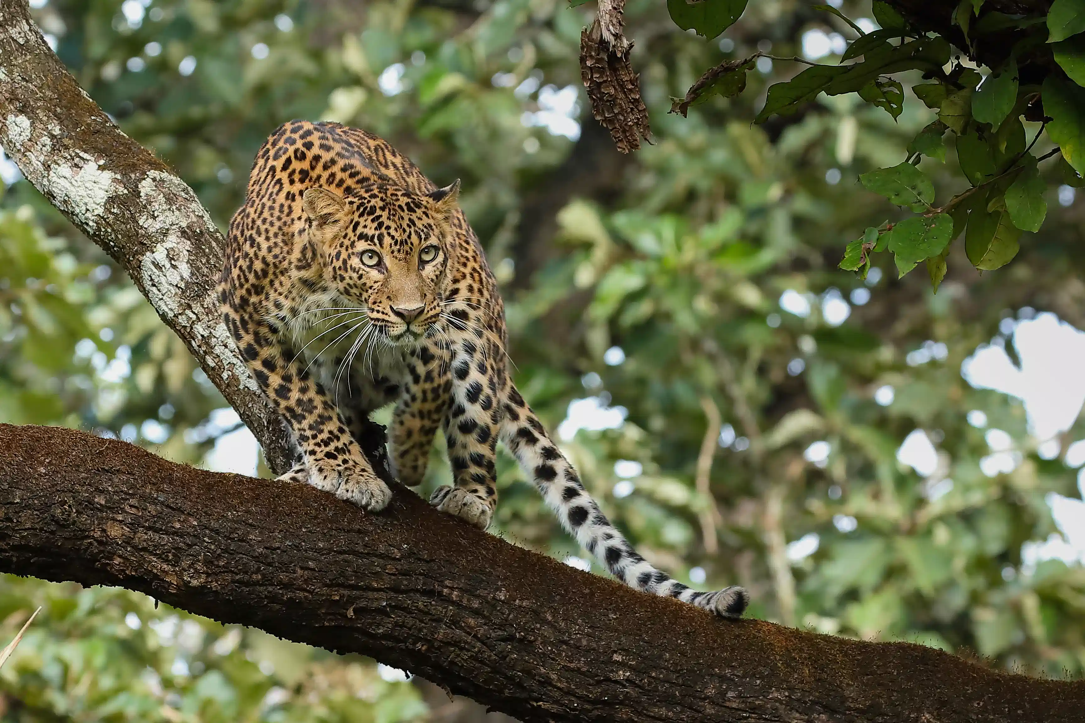Evolve Back, Kabini photo 4