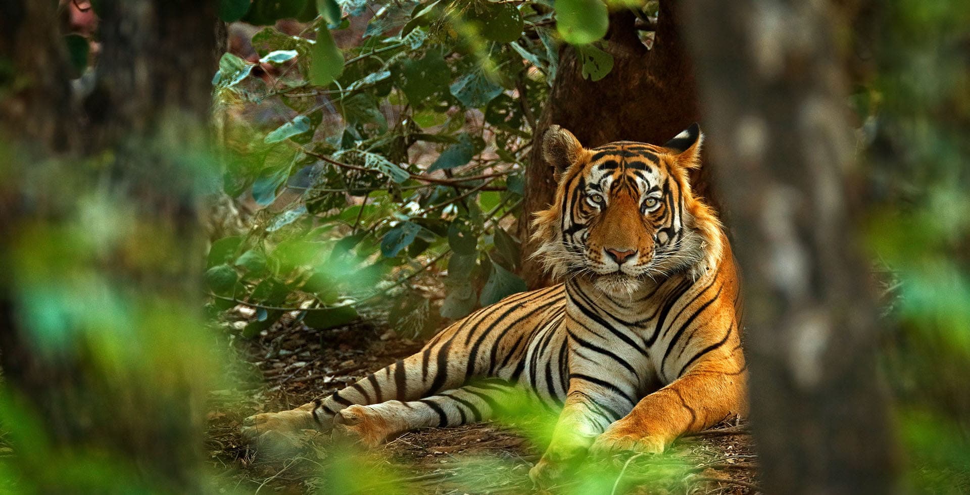 The Oberoi Vanyavilas Wildlife Resort, Ranthambore